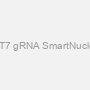 Cas9 Protein and T7 gRNA SmartNuclease Synthesis Kit